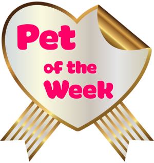 a pet of the week heart seal